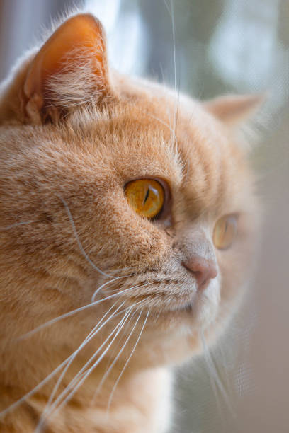 istock focused british cat redhead in the sun 1179447180
