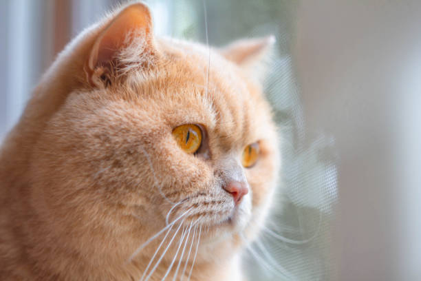 istock focused british cat redhead in the sun 1179447186