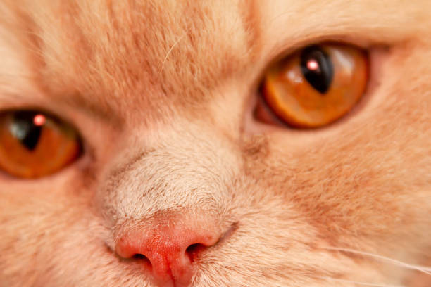 istock Cute calm british cat redhead in the sun 1179447196