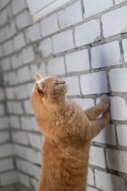 istock Cute calm british cat redhead in the sun 1179447249
