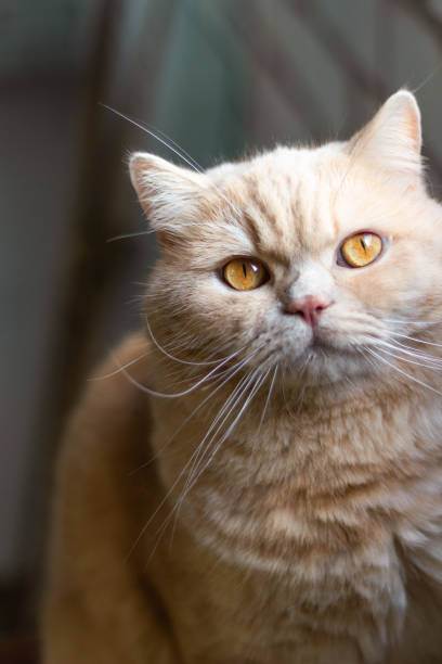 istock cute british red cat on brick wall background 1179447773