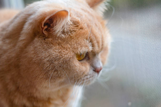 istock focused british cat redhead in the sun 1179447884