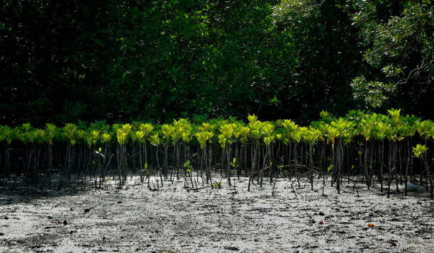 mangrove trees are planted to prevent coastal erosion stock photo