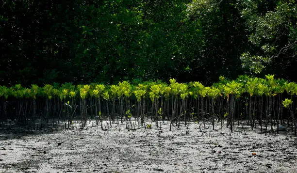 young mangrove trees are planted to prevent coastal erosion