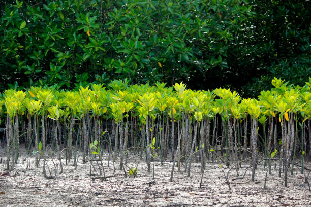 istock mangrove trees are planted to prevent coastal erosion 1179451507