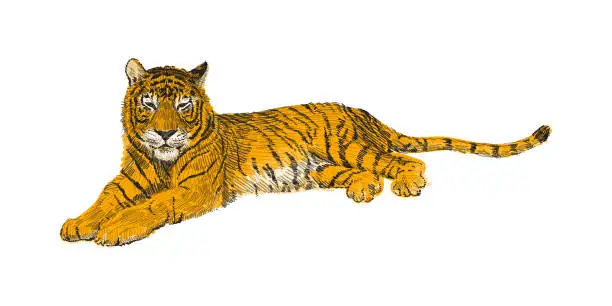 Vector illustration of The tiger lies, sketch vector graphics colorful drawing. African wildlife doodle illustration. Portrait of a tiger
