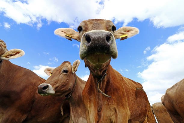 istock Curious brown cattle on a pasture in Bavaria. Curious cows 1179455573