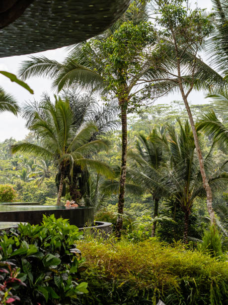 istock The edges of a luxury infinity pool in a forested resort 1179455662