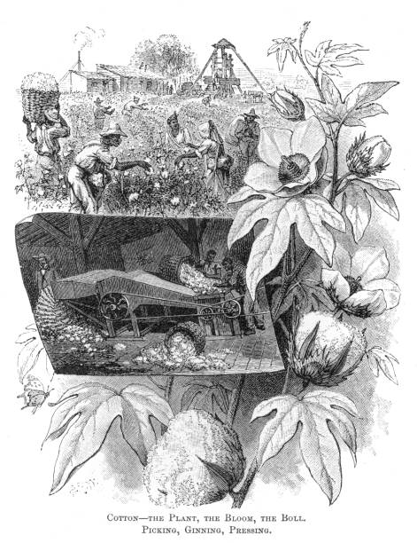Cotton picking USA engraving 1881 Appleton's American Standard Geography 1881 slave plantation stock illustrations