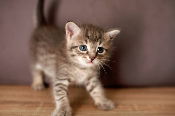 istock Little kitten stands on a wooden floor 1179458857