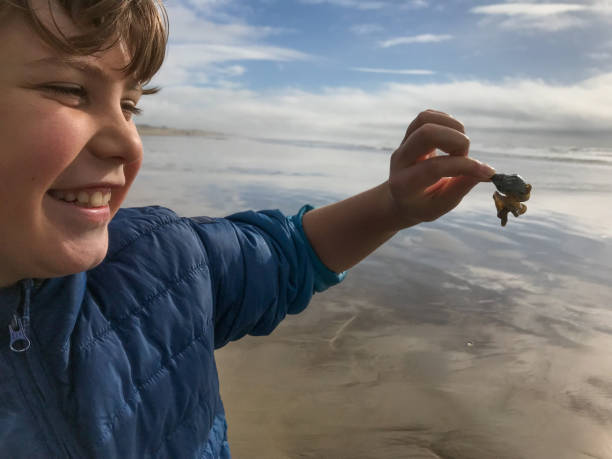 aventuras do tempo da praia com 9 anos de idade e família - snail animal humor family - fotografias e filmes do acervo