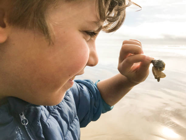 aventuras do tempo da praia com 9 anos de idade e família - snail animal humor family - fotografias e filmes do acervo