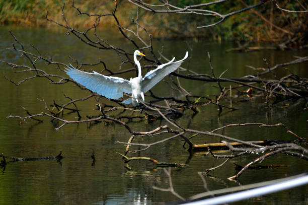 istock White stork in the natural environment 1179464475