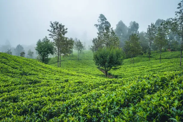 Photo of tea garden in sri lanka