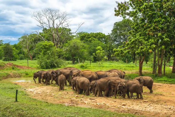 Photo of Elephant Transit Home