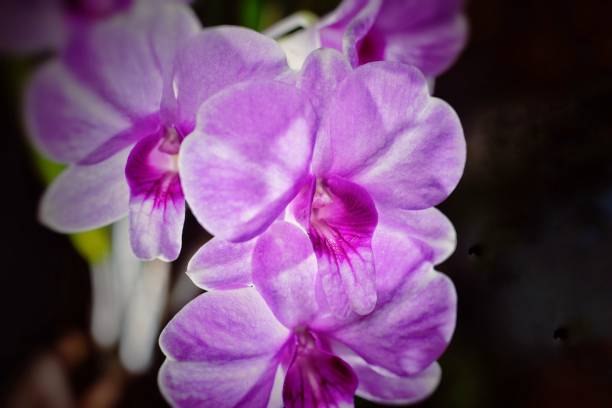 istock Close up natural violet orchid flower. 1179465696