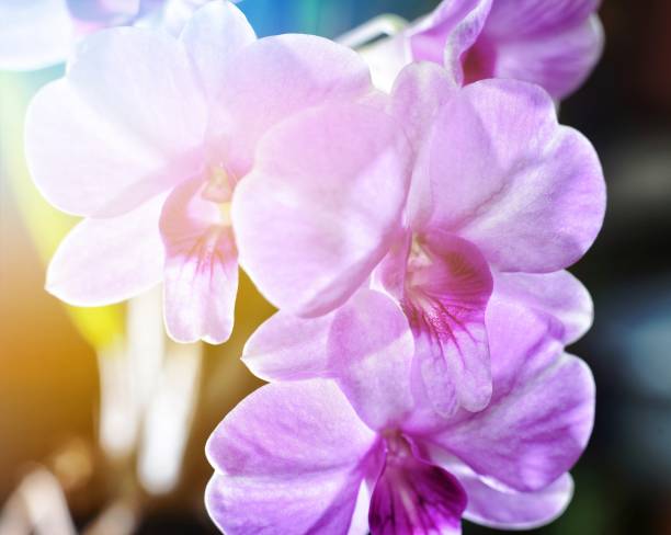istock Close up natural violet orchid flower. 1179465739