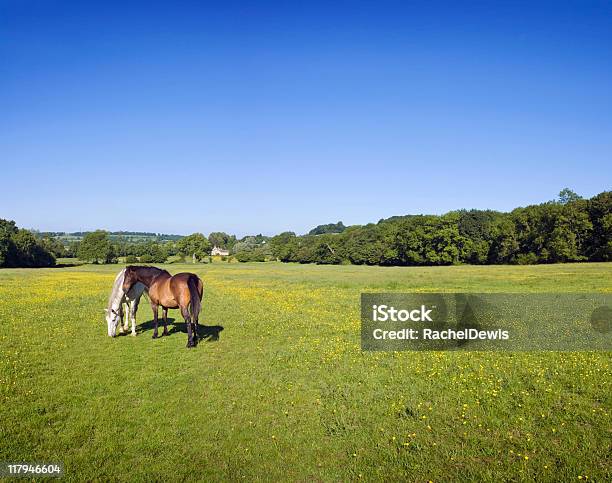 馬ます - イングランドのストックフォトや画像を多数ご用意 - イングランド, イングランド南西部, ウマ