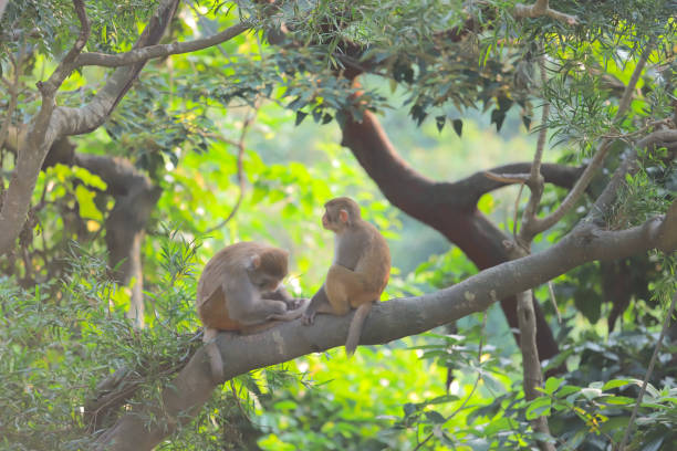 istock Monkey at hong kong, Kam Shan Country Park 2019 1179466865