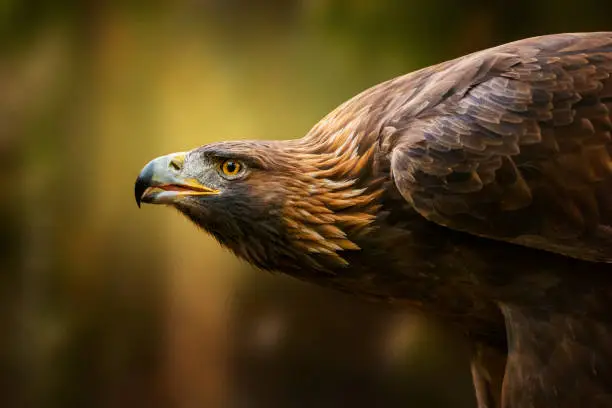 Photo of Golden Eagle Portrait