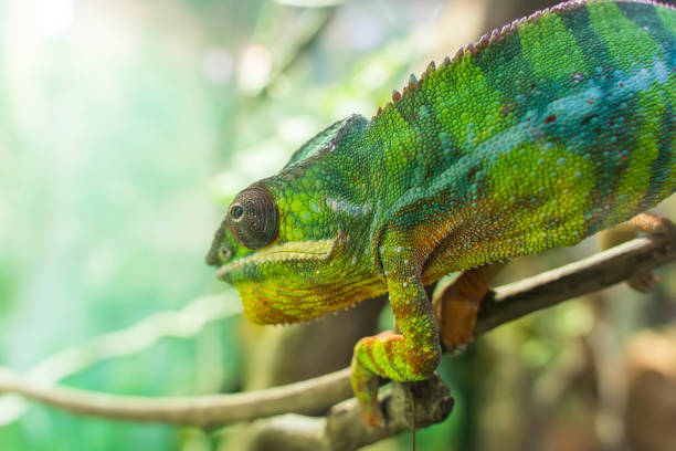 istock close-up of a panther chameleon on a tree 1179471627