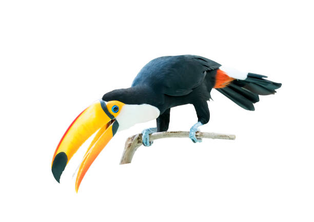 Toucan on the branch Toucan on the branch perching stock pictures, royalty-free photos & images