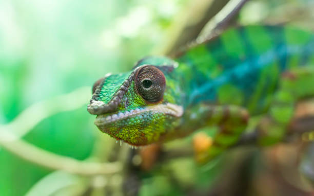 istock close-up of a panther chameleon on a tree 1179471644