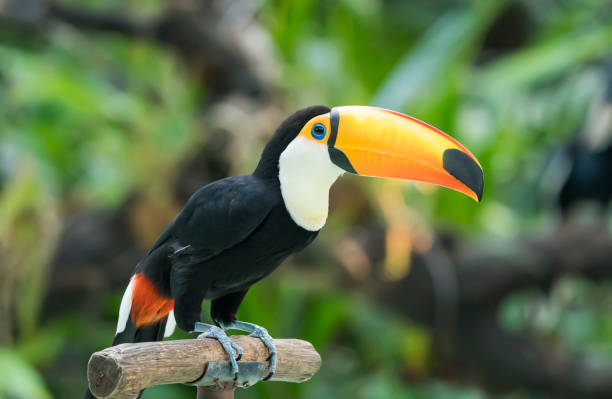 istock Toucan on the branch 1179471686