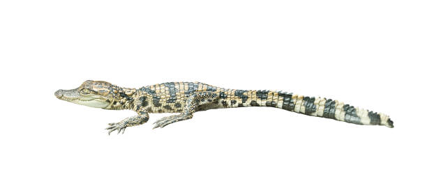 istock young siamese crocodile isolated on white background 1179471708