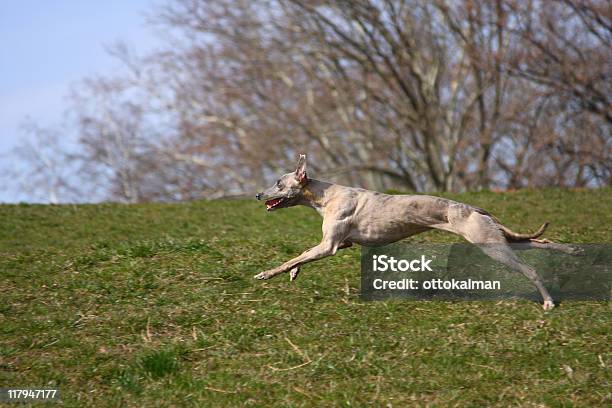 Whippet Biegania - zdjęcia stockowe i więcej obrazów Biegać - Biegać, Fotografika, Greyhound