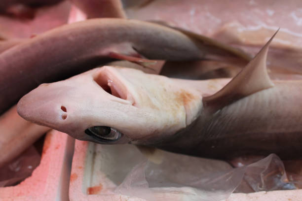 Small Shark in Catania Fish Market