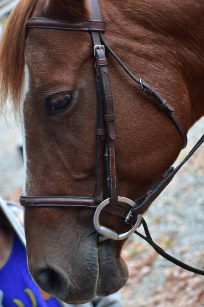 istock A close-up of a horse's head 1179477253