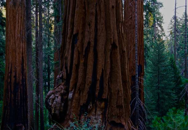 istock California's Giant Forest 1179477362