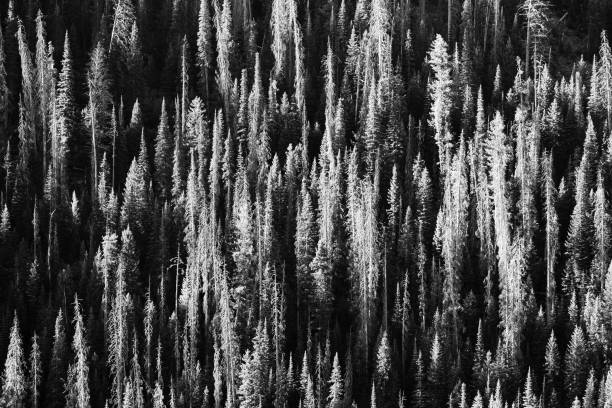 istock Lodgepole pine tree pattern of dead and live trees in Wyoming in black and white 1179478121