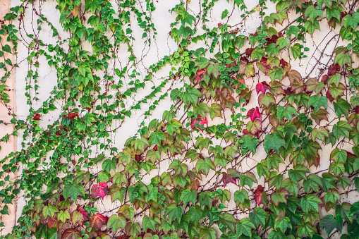 White cement wall covered with green and read ivy plant leaves. Natural texture background.