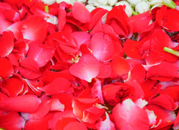 istock Red rose petals and jasmine flowers. 1179479199