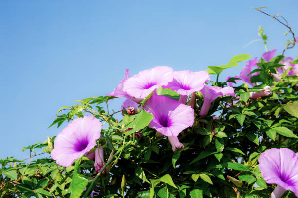 istock Purple flower at blue sky. 1179479234