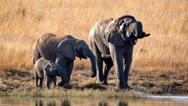 istock Family of elephants by a dam 1179480943