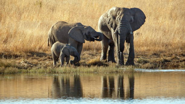 famille d'éléphants par un barrage - pilanesberg national park photos photos et images de collection