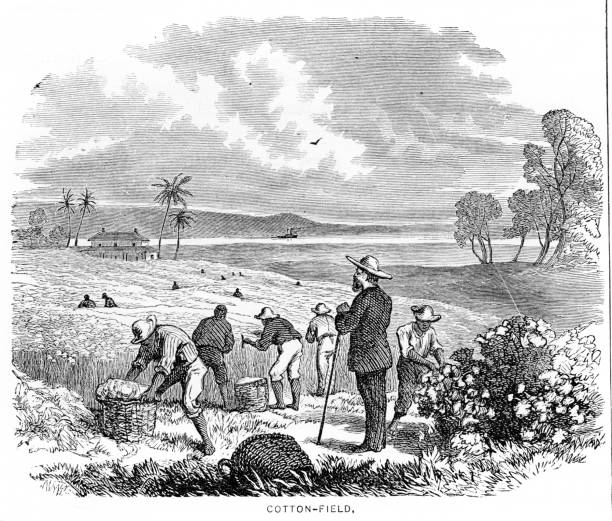 Cotton picking USA engraving 1881 Appleton's American Standard Geography 1881 slave plantation stock illustrations