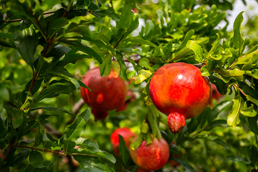 Pomegranate, Pomegranate Tree, Tree, Fruit, Branch - Plant Part