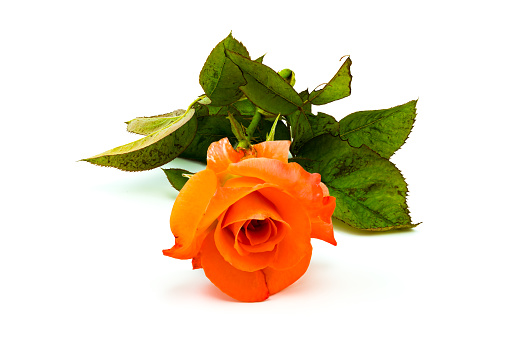 Beautiful blooming rose with green leaf closeup isolated on white background