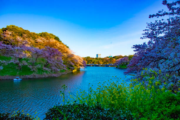 istock A sunset Chidorigafuchi pond with cherry trees in Tokyo in spring 1179490091