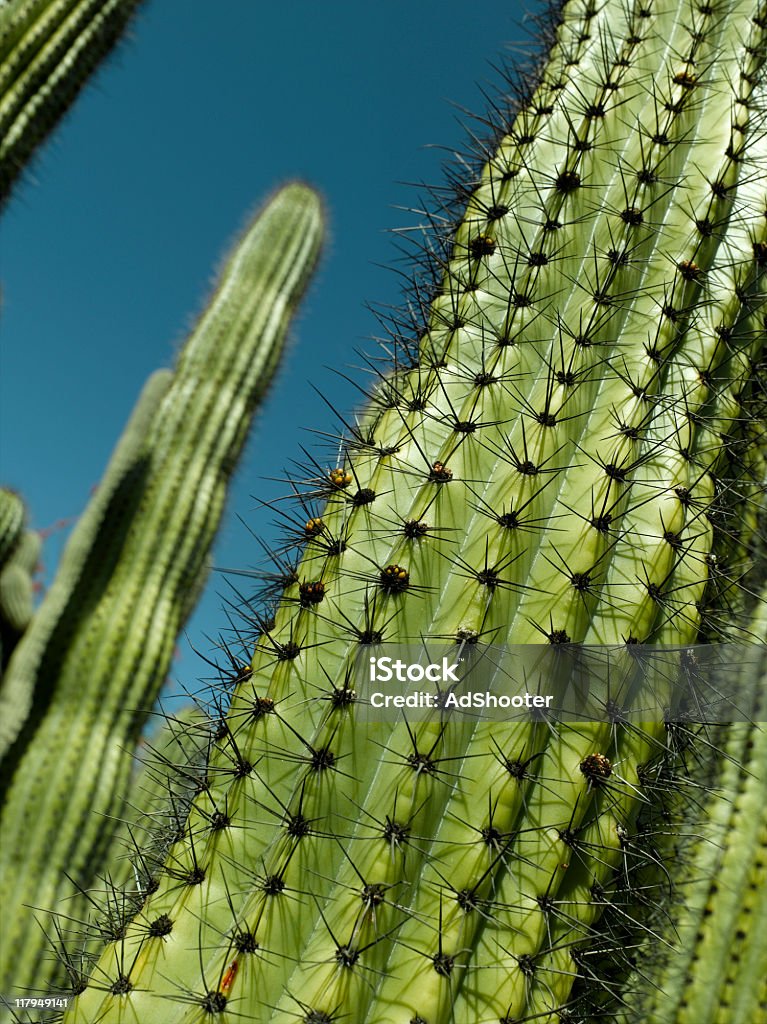 Cactus - Lizenzfrei Arizona Stock-Foto