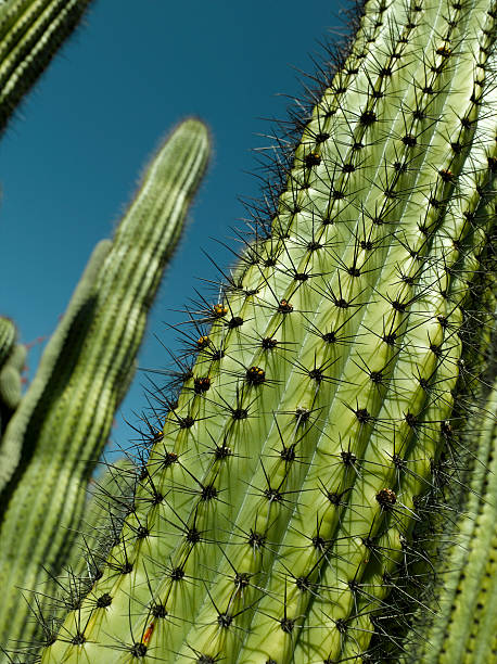 cactus - organ pipe cactus fotografías e imágenes de stock