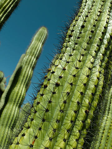 thorns of macro cactus,Thorns texture background. Thorn cactus, close-up