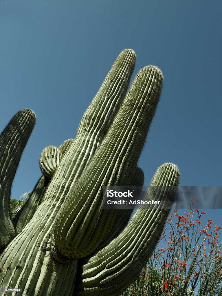 Cactus - Foto de stock de Afiado royalty-free