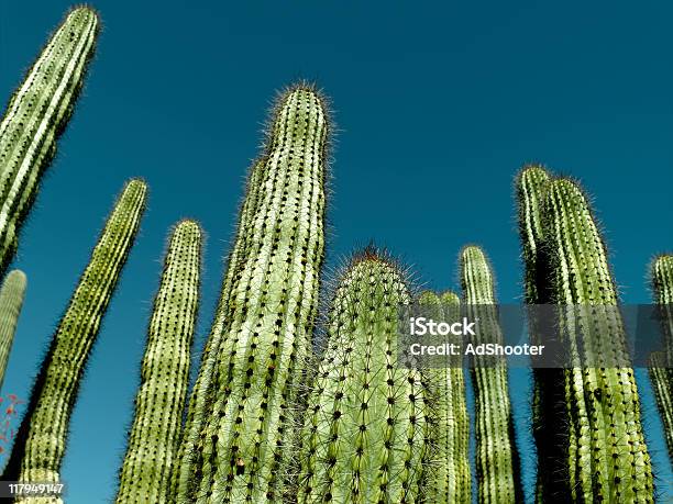 Cactus - Fotografie stock e altre immagini di Cactus - Cactus, Phoenix - Arizona, Arizona