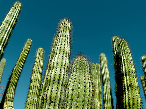 Colorful and beautiful sunset over Gates Pass, Tucson, AZ, with saguaro and cholla cactus