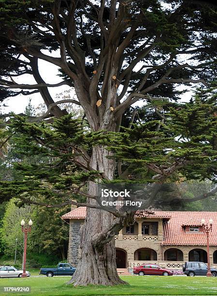 Old Tree Stock Photo - Download Image Now - Alamo Square, Architecture, Beauty In Nature